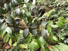 Ilex hayataiana