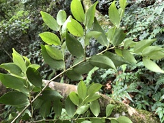 Ilex hayataiana