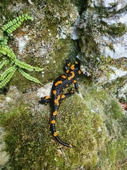 Salamandra salamandra