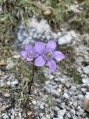 Gentianella austriaca