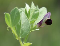 Vicia johannis