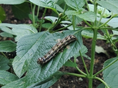 Spodoptera picta
