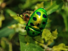Chrysocoris