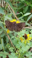 Erynnis horatius
