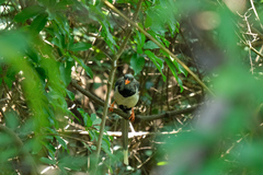 Urocissa erythroryncha
