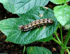 Spodoptera picta