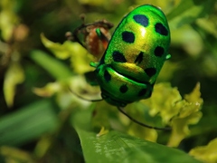Chrysocoris