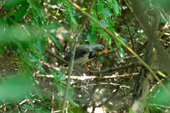 Urocissa erythroryncha