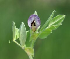 Vicia johannis
