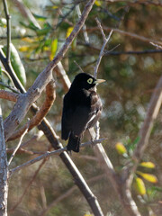 Hymenops perspicillatus