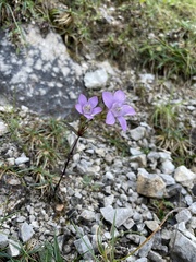 Gentianella austriaca