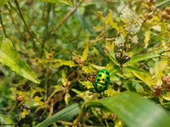 Chrysocoris
