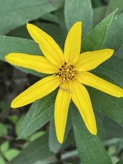 Helianthus hirsutus