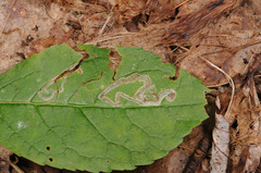 Phytomyza ilicis group