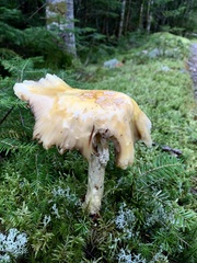 Tricholoma subsejunctum