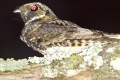 Antrostomus vociferus