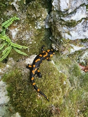 Salamandra salamandra