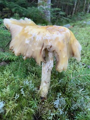 Tricholoma subsejunctum
