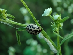 Zygogramma bicolorata