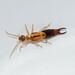 Desert Earwig - Photo (c) Σάββας Ζαφειρίου (Savvas Zafeiriou), some rights reserved (CC BY-NC), uploaded by Σάββας Ζαφειρίου (Savvas Zafeiriou)
