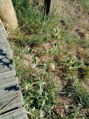 Helminthotheca echioides