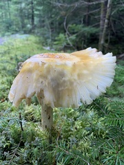 Tricholoma subsejunctum