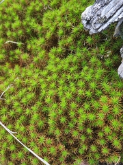 Polytrichum