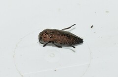 Capnodis tenebricosa