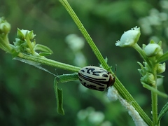 Zygogramma bicolorata