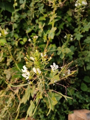 Cleome gynandra