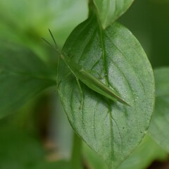 Atractomorpha lata