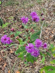 Vernonia missurica