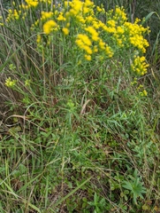 Euthamia caroliniana