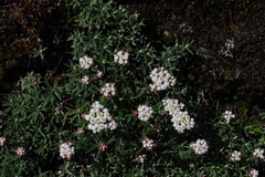 Anaphalis morrisonicola