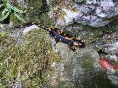 Salamandra salamandra