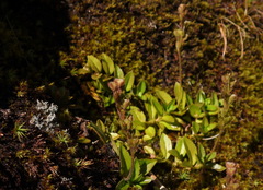 Veronica morrisonicola