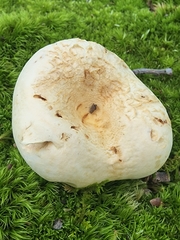 Lactifluus piperatus