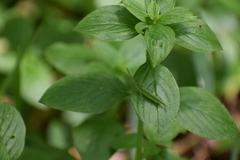 Atractomorpha lata