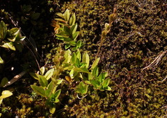 Veronica morrisonicola