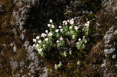 Anaphalis morrisonicola