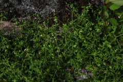 Silene baccifera
