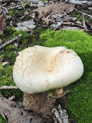 Lactifluus piperatus