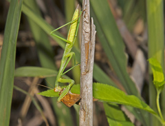 Stagmomantis carolina