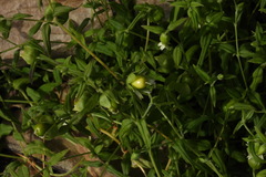 Silene baccifera