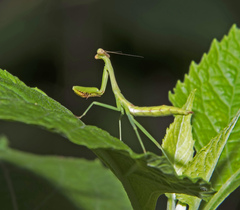 Stagmomantis carolina