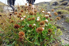 Trifolium thalii