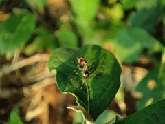 Camponotus rufoglaucus
