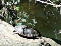 Pseudemys concinna concinna