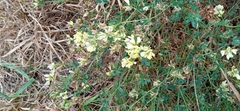 Medicago sativa