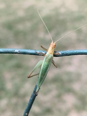 Oecanthus pini